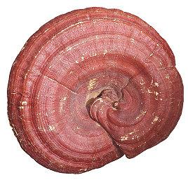 《DayZ》更新1.25发布 更多新内容DLCLivonia免费化